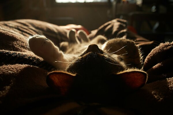 Gattino sveglio che dorme su una coperta