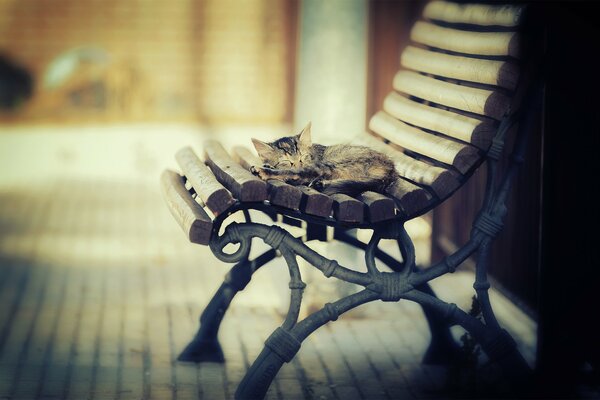 The kitten is curled up and sleeping on the bench