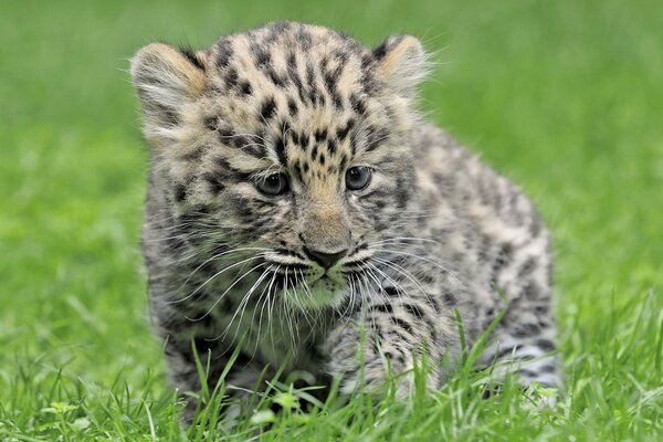 Bébé léopard dans l herbe. Petit léopard