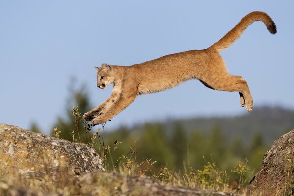 Cougar en sautant sur un terrain rocheux