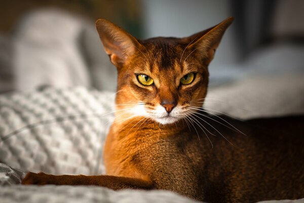 Elegante razza di gatti abissini