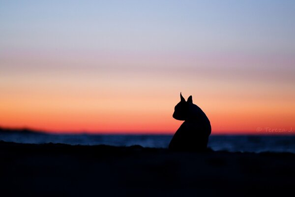 Silhouette of a cat on a pink sunset