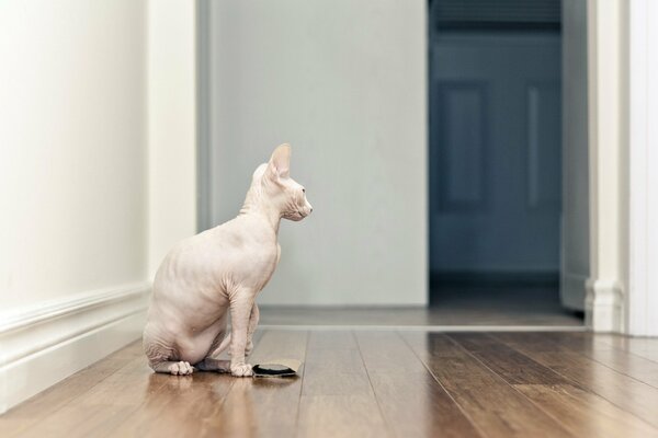 Sphinx at home on the parquet in the living room