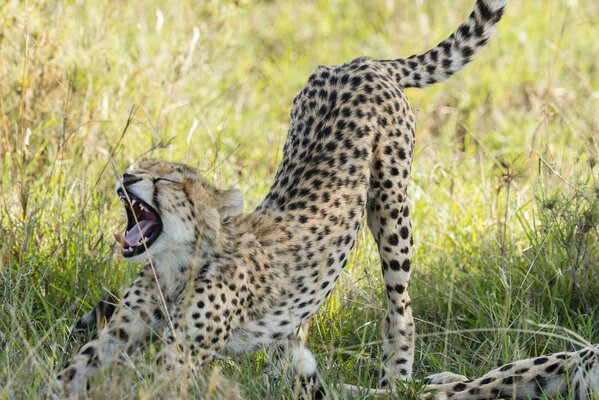 Gepard rozciąga się w zielonej sawannie