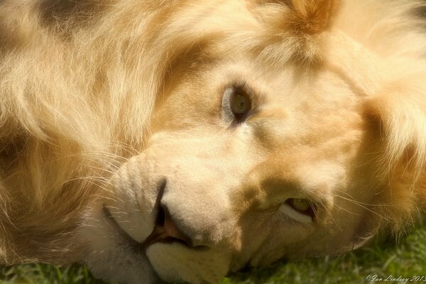 The predatory gaze of a beautiful lion