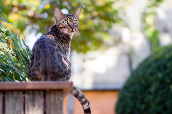 Gatto del Bengala seduto in giardino