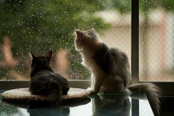 Los gatos miran por la ventana a la lluvia