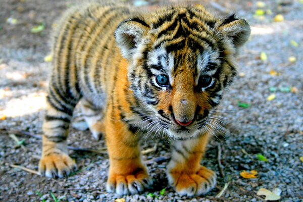 Ein Tigerbaby steht auf flauschigen Pfoten