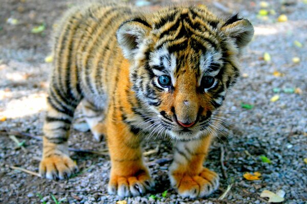 The tiger cub stands on fluffy paws