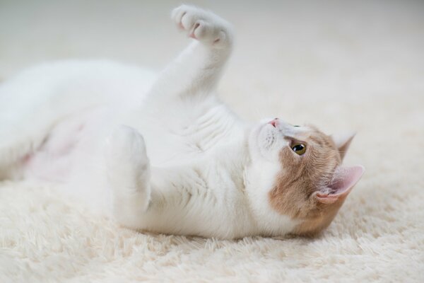 Gato blanco y rojo yace en una alfombra blanca