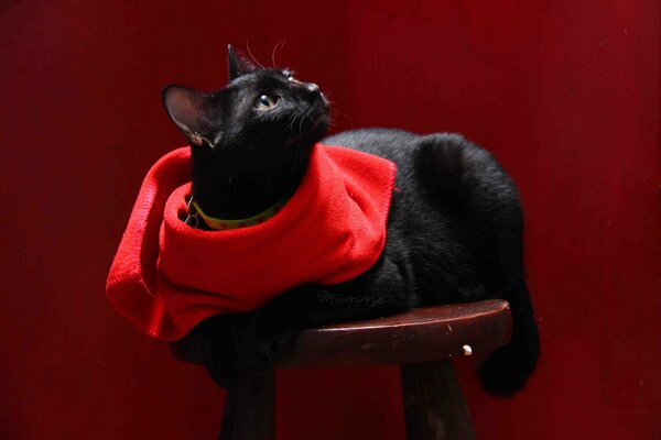 Gato negro con bufanda roja