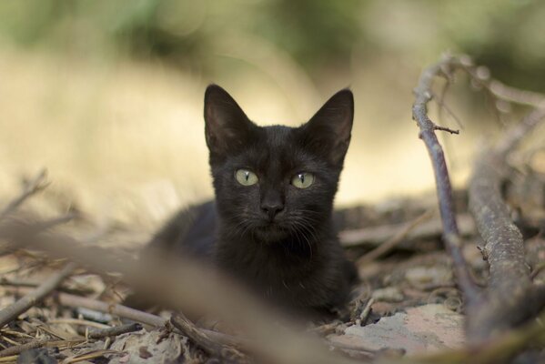 Vista del gatto nero tra il fogliame