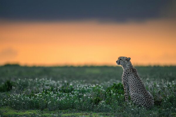 Guépard dans la nature, prédateur dans l herbe, guépard gracieux