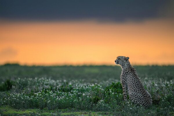 Gepard na wolności, drapieżnik w trawie, gepard pełen wdzięku
