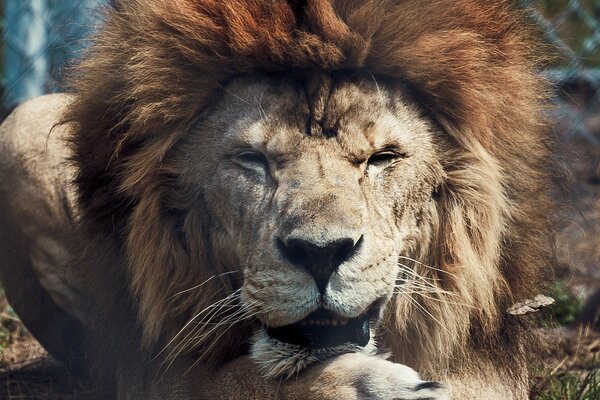 Un Lion bien nourri dort sur le sol