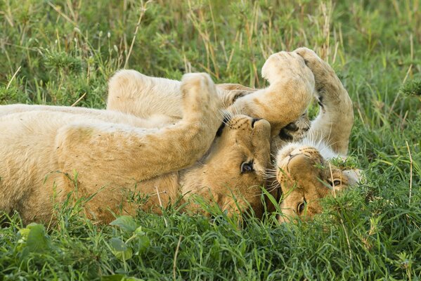 Los leones juegan en las estepas de la Sabana