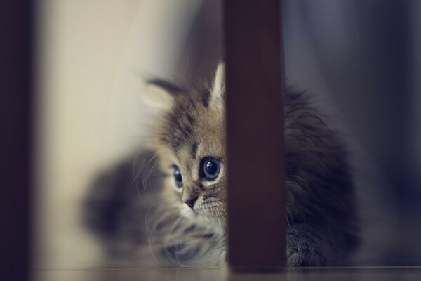 Touching look of a kitten from under a chair leg