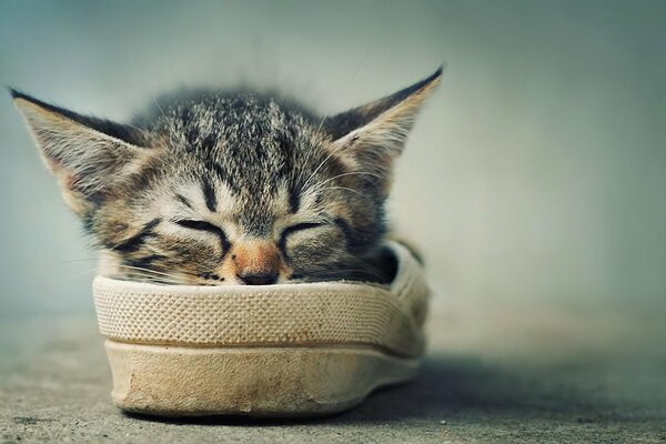 A gray kitten sleeps in a slipper