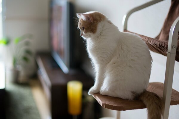 White cat at home