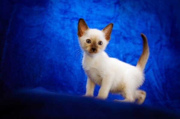 Petit chaton blanc sur fond bleu