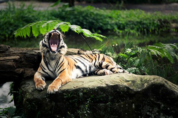 Un tigre bostezando en la orilla del río