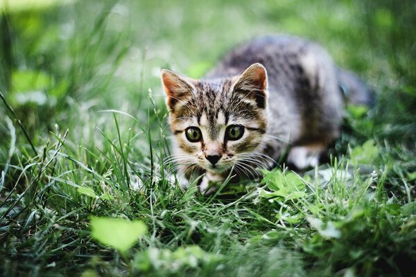 Gattino grigio che gioca nell erba verde