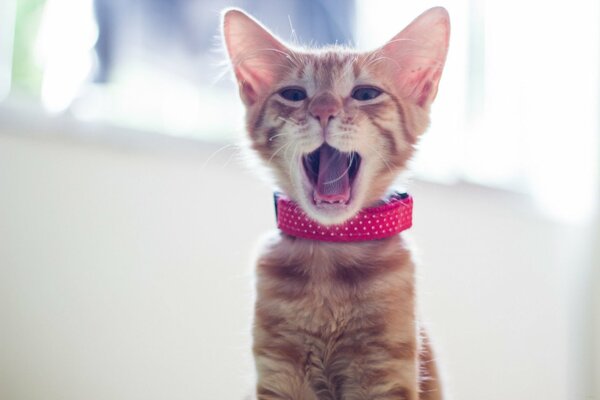 Chaton Rousse dans un collier rouge bâille