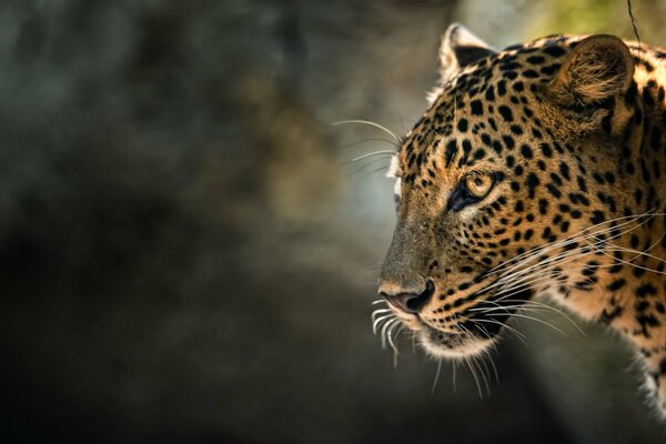 Nahaufnahme des Leoparden Foto