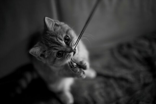 Photo en noir et blanc d un chaton jouant