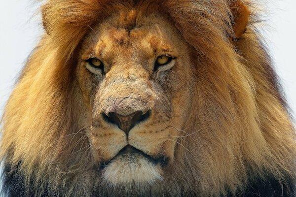 The muzzle of a lion with a magnificent mane