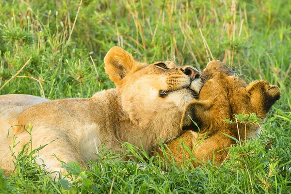 Acariciando leones en la hierba verde