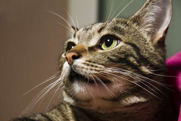 Retrato de un gato gris con ojos verdes