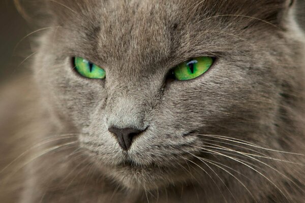 Gato gris con ojos verdes