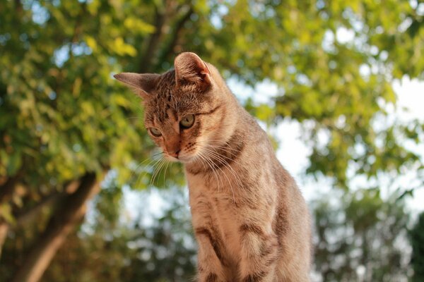 Rote Katze schaut aus der Höhe