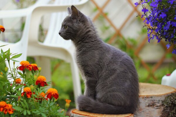 Smoky cat on a stump in flowers