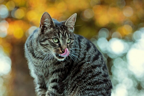 The grey tabby cat has just eaten