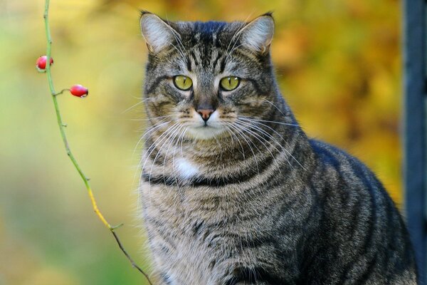 Eine gemästete edle graue Katze in der Nähe eines Beerenzweigs