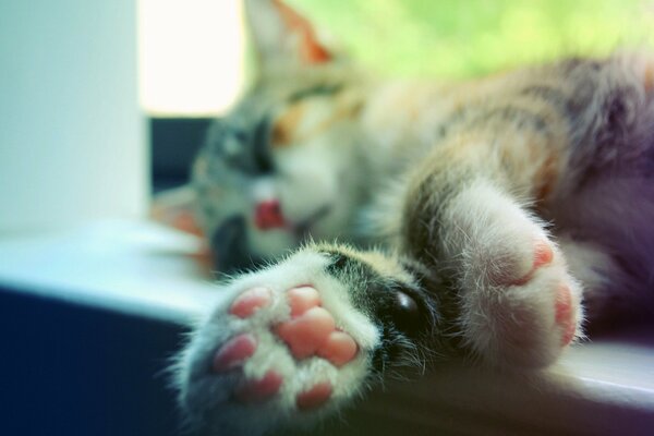 The cat sleeps on the windowsill with its paws outstretched