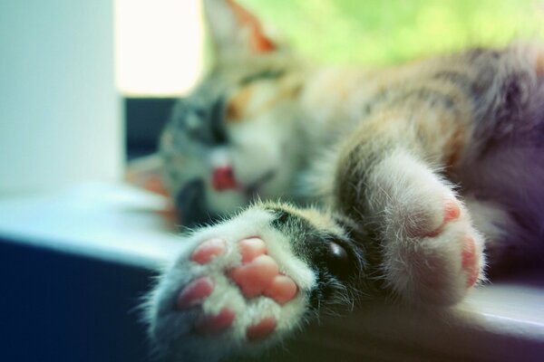 Le chat dort sur le rebord de la fenêtre avec les pattes étendues