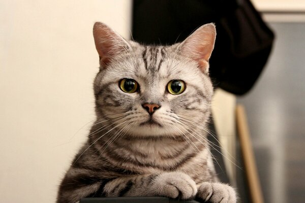 El gato gris escucha una conferencia