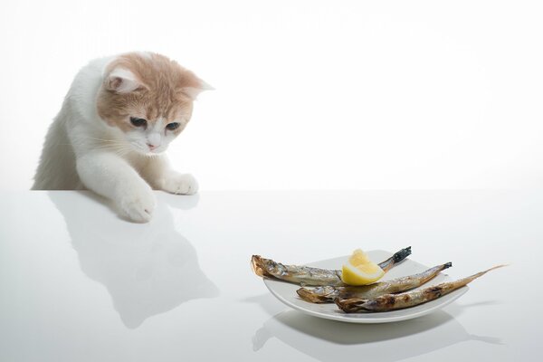 Eine weiße Katze zieht den Fuß zum Fisch