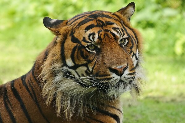 Le tigre est un chat rayé