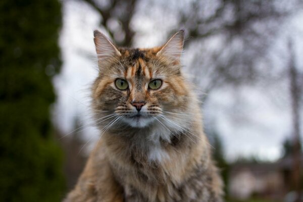 Tricolor cat in the forest