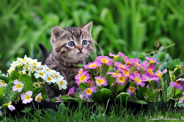 Striped miracle in primrose flowers