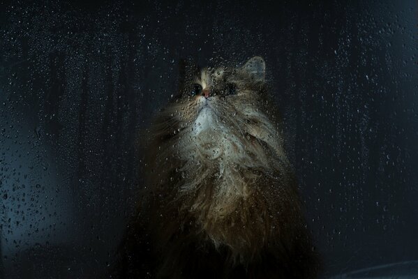 Fluffy cat in a rainy window