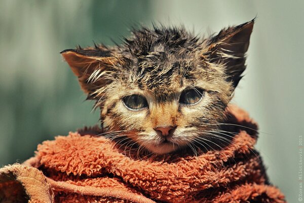 Chaton humide et ébouriffé dans une serviette