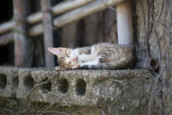 Gattino che dorme dolcemente su una lastra di cemento
