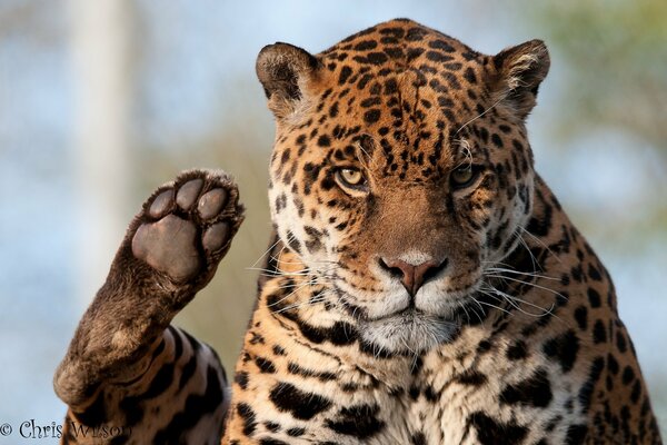 A predatory jaguar with a protruding paw