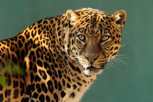 A strong predator leopard