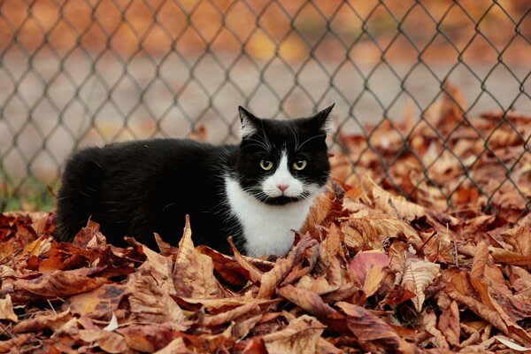 An even-white cat is sitting in the leaves